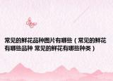 常見(jiàn)的鮮花品種圖片有哪些（常見(jiàn)的鮮花有哪些品種 常見(jiàn)的鮮花有哪些種類(lèi)）