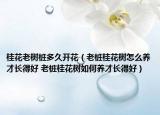 桂花老樹樁多久開花（老樁桂花樹怎么養(yǎng)才長得好 老樁桂花樹如何養(yǎng)才長得好）