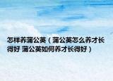 怎樣養(yǎng)蒲公英（蒲公英怎么養(yǎng)才長得好 蒲公英如何養(yǎng)才長得好）