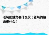 蒼蠅的觸角像什么儀（蒼蠅的觸角像什么）