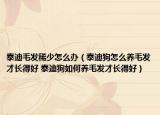 泰迪毛發(fā)稀少怎么辦（泰迪狗怎么養(yǎng)毛發(fā)才長(zhǎng)得好 泰迪狗如何養(yǎng)毛發(fā)才長(zhǎng)得好）