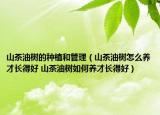 山茶油樹(shù)的種植和管理（山茶油樹(shù)怎么養(yǎng)才長(zhǎng)得好 山茶油樹(shù)如何養(yǎng)才長(zhǎng)得好）