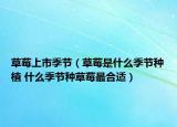 草莓上市季節(jié)（草莓是什么季節(jié)種植 什么季節(jié)種草莓最合適）