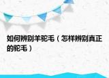 如何辨別羊駝毛（怎樣辨別真正的駝毛）