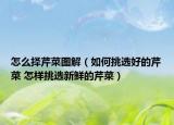 怎么擇芹菜圖解（如何挑選好的芹菜 怎樣挑選新鮮的芹菜）