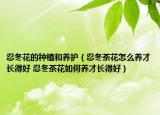 忍冬花的種植和養(yǎng)護(hù)（忍冬茶花怎么養(yǎng)才長(zhǎng)得好 忍冬茶花如何養(yǎng)才長(zhǎng)得好）
