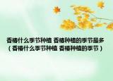 香椿什么季節(jié)種植 香椿種植的季節(jié)最多（香椿什么季節(jié)種植 香椿種植的季節(jié)）