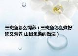 三斑魚怎么飼養(yǎng)（三斑魚怎么煮好吃又營養(yǎng) 山斑魚湯的做法）