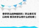春季芋頭的種植時間（芋頭春天可以吃嗎 春天吃芋頭有什么好處呢）