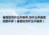 金吉拉為什么不能養(yǎng) 為什么養(yǎng)金吉拉的不多（金吉拉為什么不能養(yǎng)）