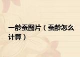 一齡蠶圖片（蠶齡怎么計算）