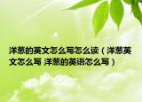洋蔥的英文怎么寫怎么讀（洋蔥英文怎么寫 洋蔥的英語怎么寫）