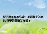 梨子用英文怎么讀（英語梨子怎么說 梨子的英語怎樣說）