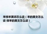 羊綿羊英語怎么讀（羊的英文怎么讀 綿羊的英文怎么讀）