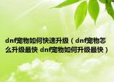 dnf寵物如何快速升級（dnf寵物怎么升級最快 dnf寵物如何升級最快）