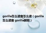 gorilla怎么讀音怎么讀（gorilla怎么讀音 gorilla解釋）