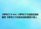 卡薩布蘭卡 kid（卡薩布蘭卡花的花語和寓意 卡薩布蘭卡花的花語和寓意介紹）